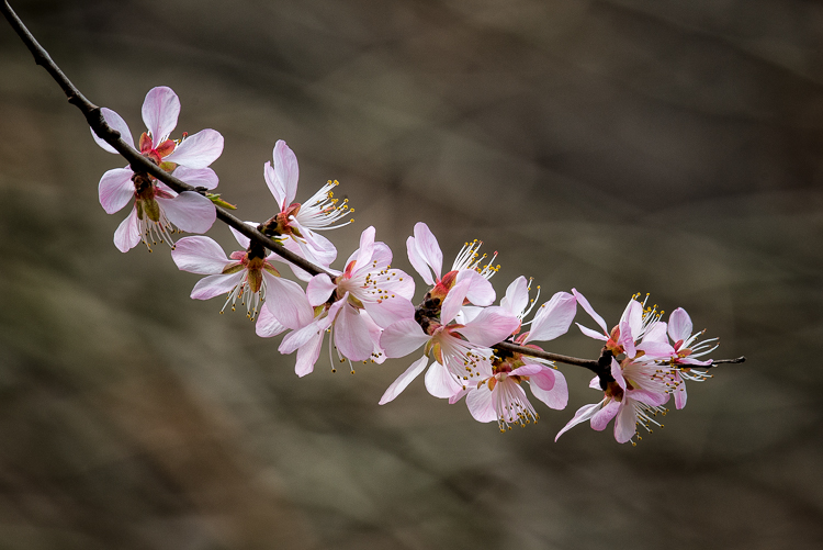 Spring Flowers