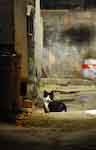 hutong cat